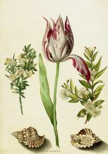 Tulpe, zwei Myrtenzweige und zwei Muscheln, ca. 1700